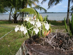 Brassavola