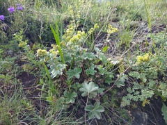 Alchemilla tephroserica