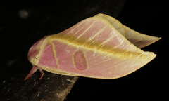 Leucanella apollinairei