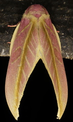 Leucanella apollinairei