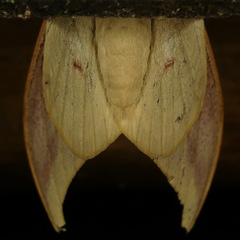 Leucanella apollinairei