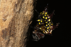 Gasteracantha curvispina