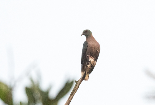 Western Bronze-naped Pigeon