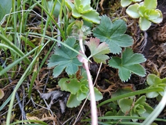 Alchemilla bombycina