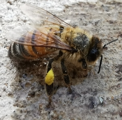 Apis mellifera