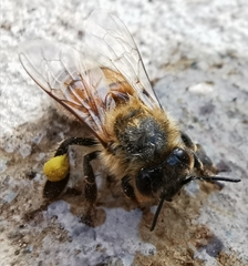 Apis mellifera