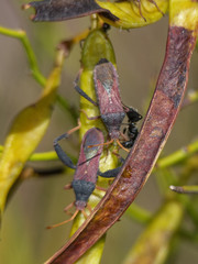Dersagrena subfoveolata