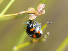 Megalostomis lacordairei