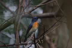 Cyornis rubeculoides