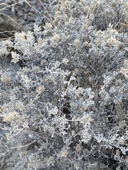 Tiquilia greggii, photograph CK2AZ, CC BY, iNaturalist via GBIF