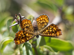 Sertania guttata