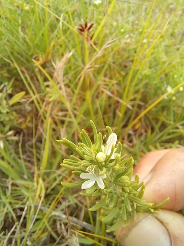 Image of Teucrium africanum by (c) kevin koen, some rights reserved (CC BY-SA)