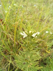 Teucrium africanum