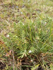 Teucrium africanum