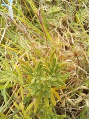 Teucrium africanum