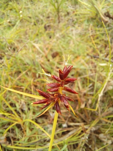 Image of Cyperus usitatus by (c) kevin koen, some rights reserved (CC BY-SA)