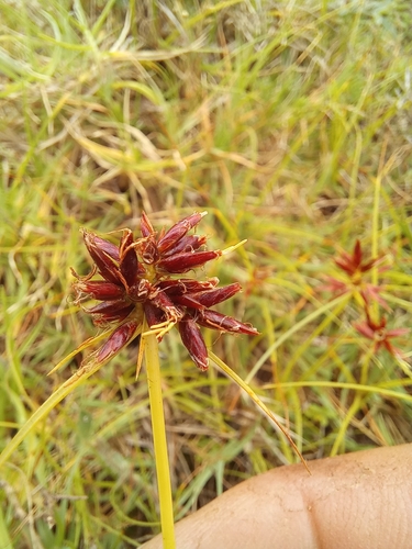 Image of Cyperus usitatus by (c) kevin koen, some rights reserved (CC BY-SA)