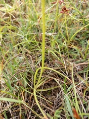Cyperus usitatus