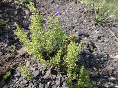Galium brachyphyllum