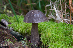 Leccinum scabrum melaneum