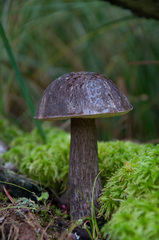 Leccinum scabrum melaneum