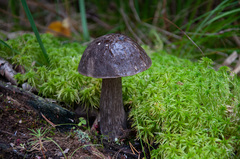 Leccinum scabrum melaneum