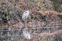 Ardea cinerea