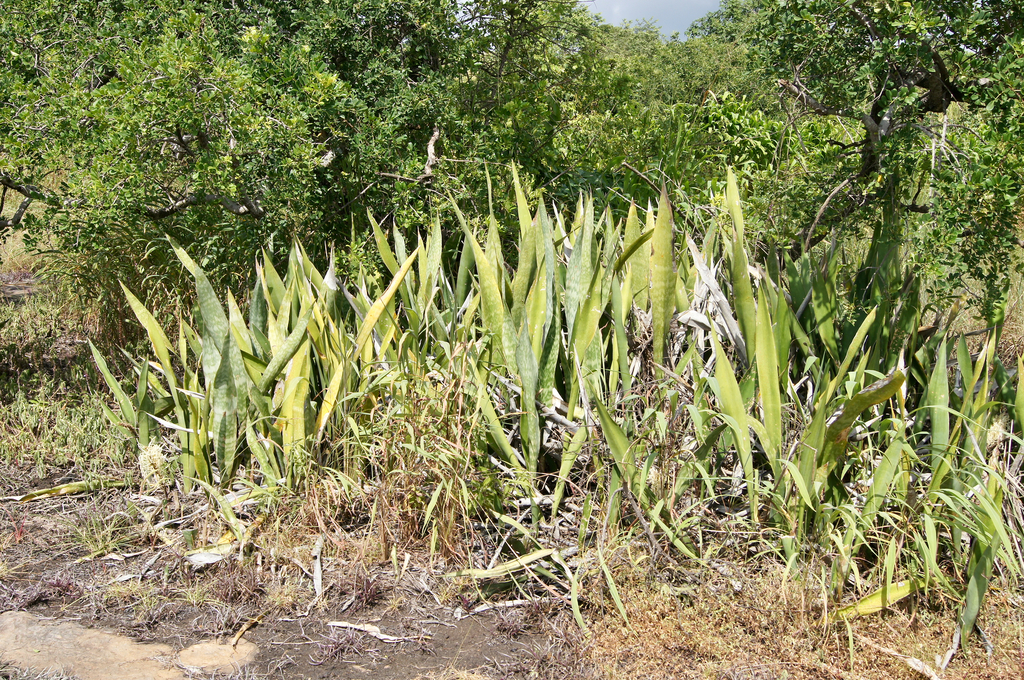 Sansevieria liberica  iNaturalist