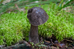 Leccinum scabrum melaneum
