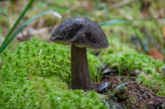 Leccinum scabrum melaneum