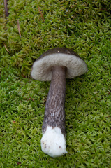 Leccinum scabrum melaneum