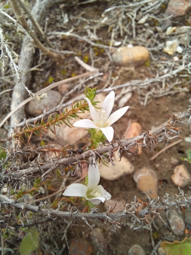 Image of Cluster Bell (Roella spicata) by (c) kevin koen, some rights reserved (CC BY-SA)