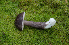 Leccinum scabrum melaneum