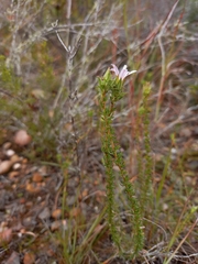 Roella spicata