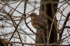 Turdus iliacus