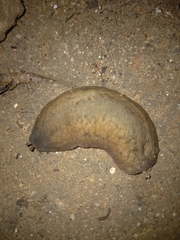 Laevicaulis natalensis