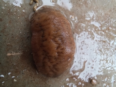 Laevicaulis natalensis