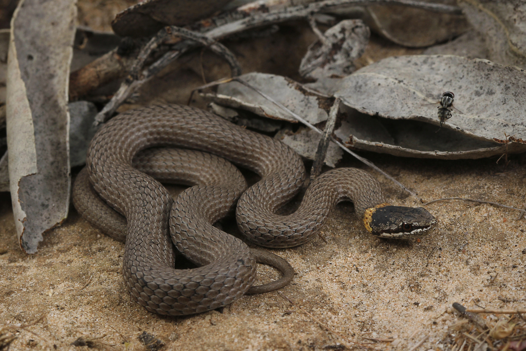 Master's Snake