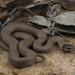 Masters' Snake - Photo no rights reserved, uploaded by Connor Margetts