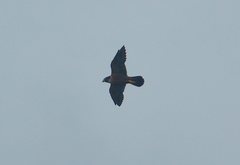 Falco peregrinus peregrinator