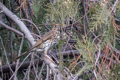 Turdus philomelos