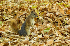 Sciurus anomalus
