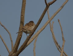 Gymnoris xanthocollis