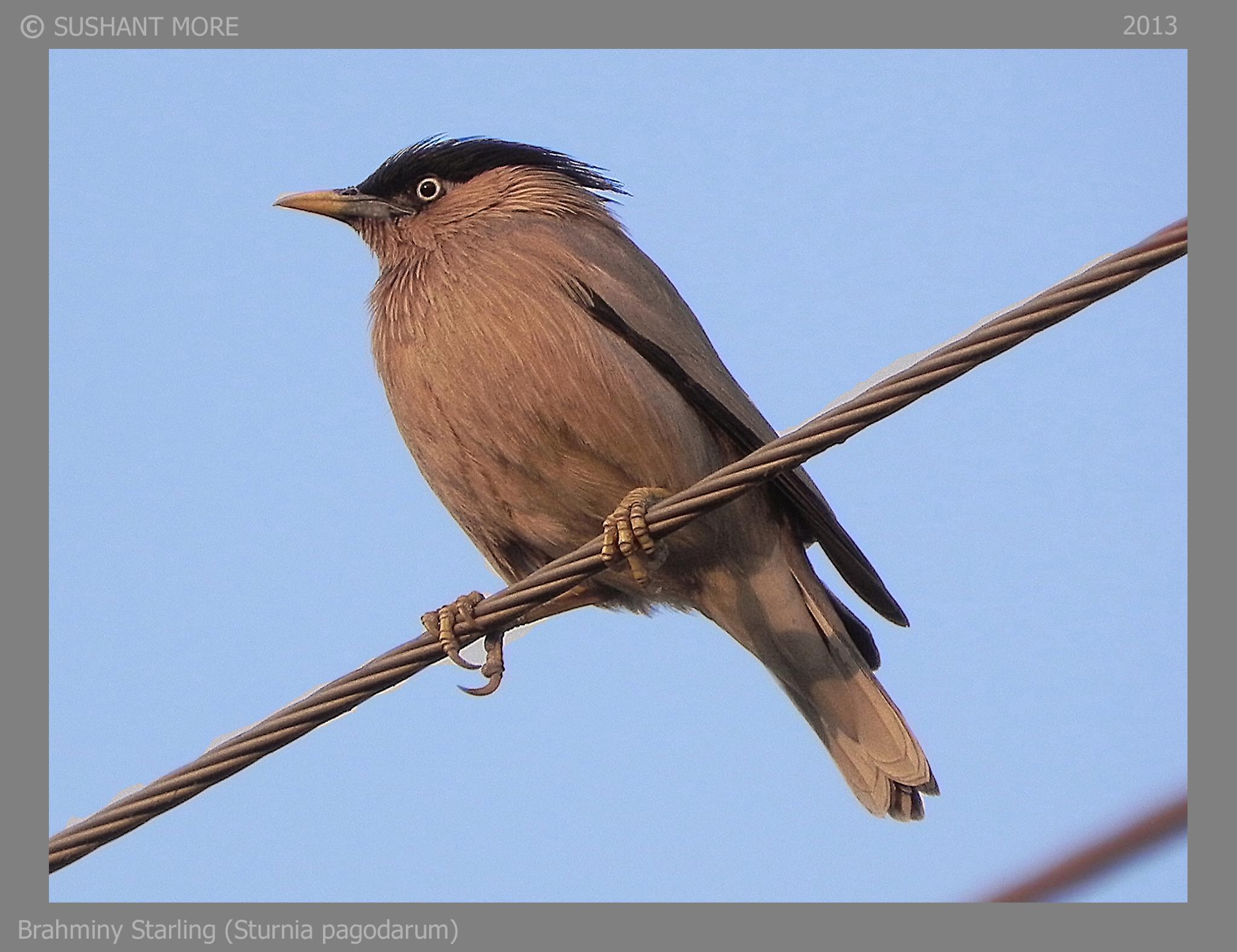 Brahminy Starling