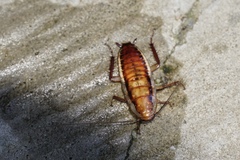 Drymaplaneta heydeniana