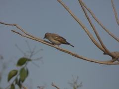 Gymnoris xanthocollis