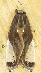 Bertholdia