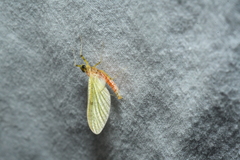 Stenacron interpunctatum interpunctatum