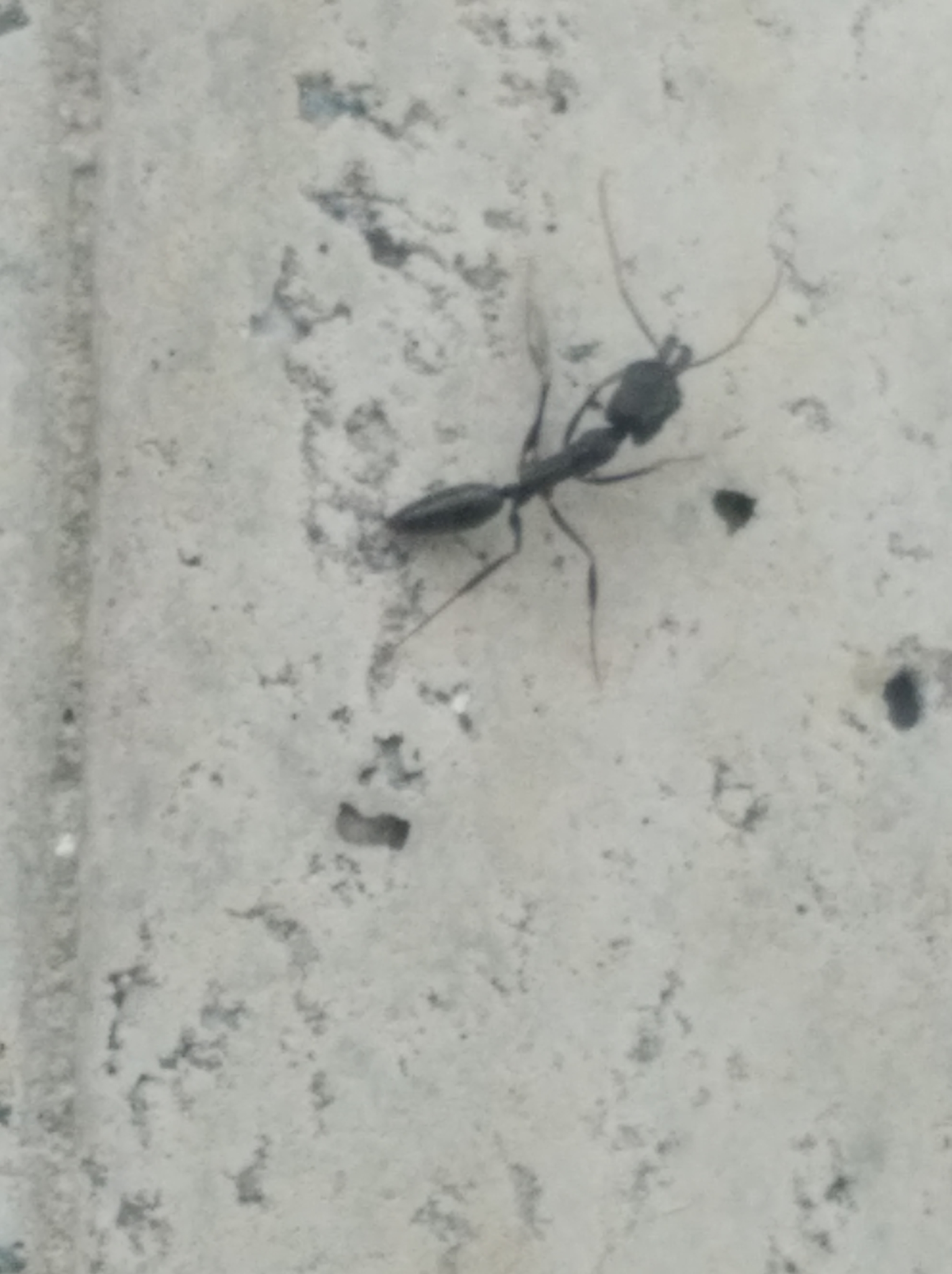 Odontomachus bauri