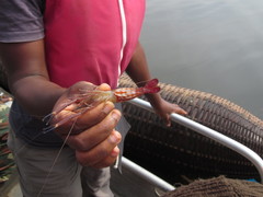 Macrobrachium vollenhovenii